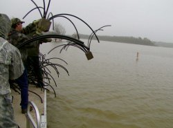 Spider trees placed in Oklahoma